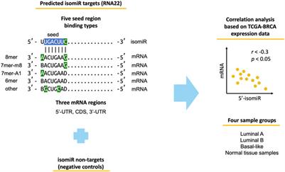 A novel approach for a joint analysis of isomiR and mRNA expression data reveals features of isomiR targeting in breast cancer